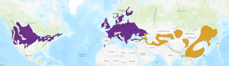 Common Pheasant – birdfinding.info