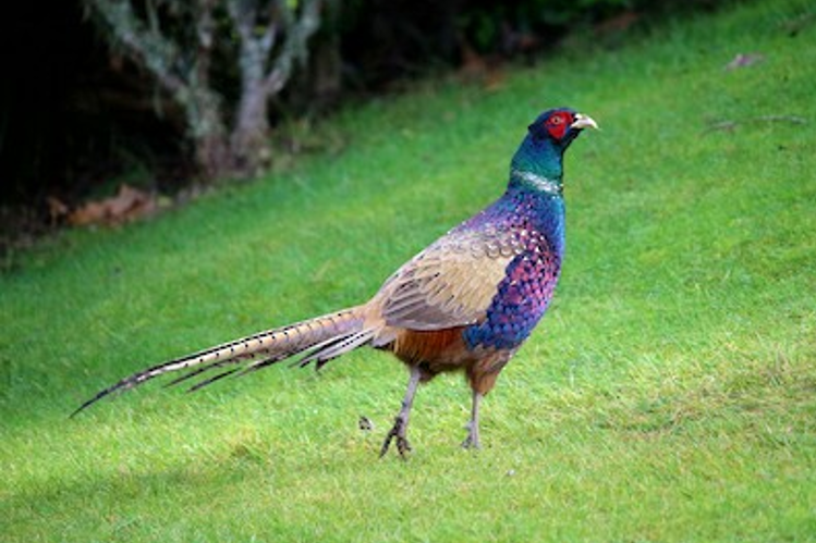 Pheasant Bird Facts  Phasianus Colchicus - A-Z Animals