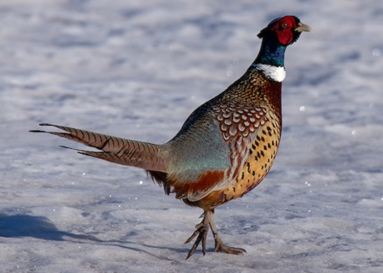 Pheasant Bird Facts  Phasianus Colchicus - A-Z Animals