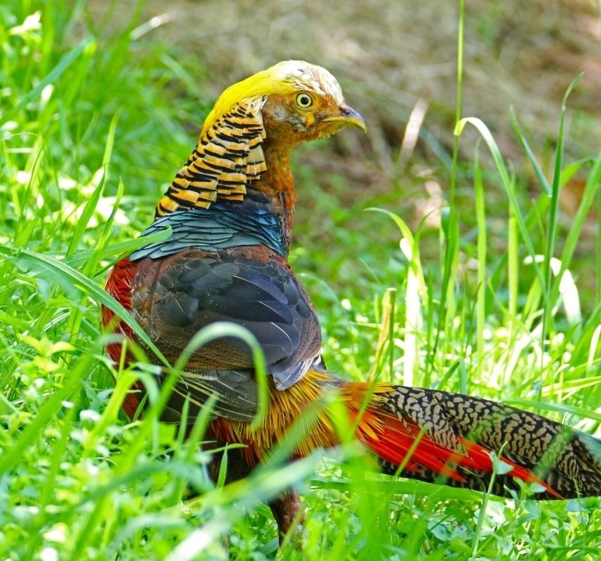 Golden Pheasant – birdfinding.info