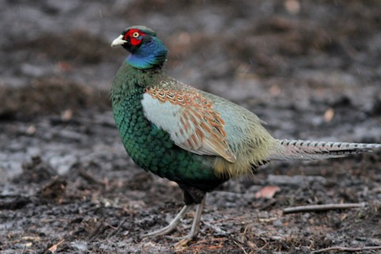 Ring-Necked Pheasant Facts