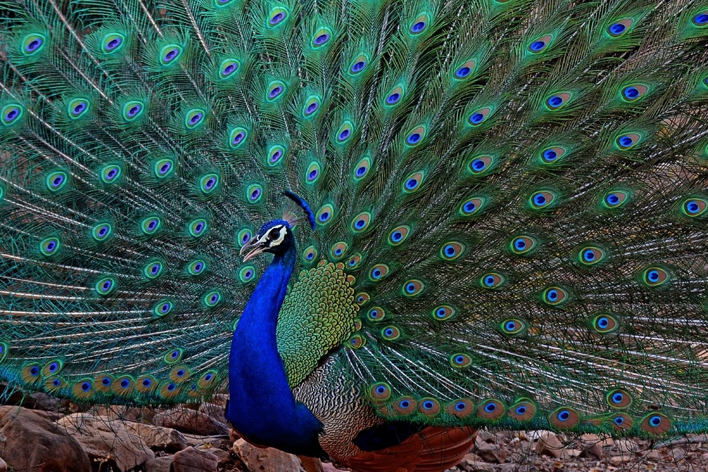 Indian Peafowl Birdfinding info Indian Peafowl Birdfinding info