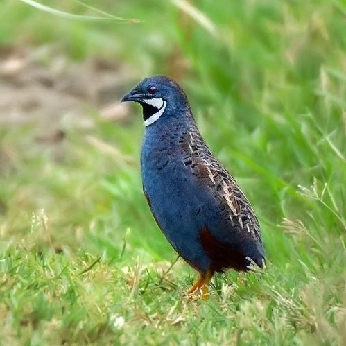 indian quail bird