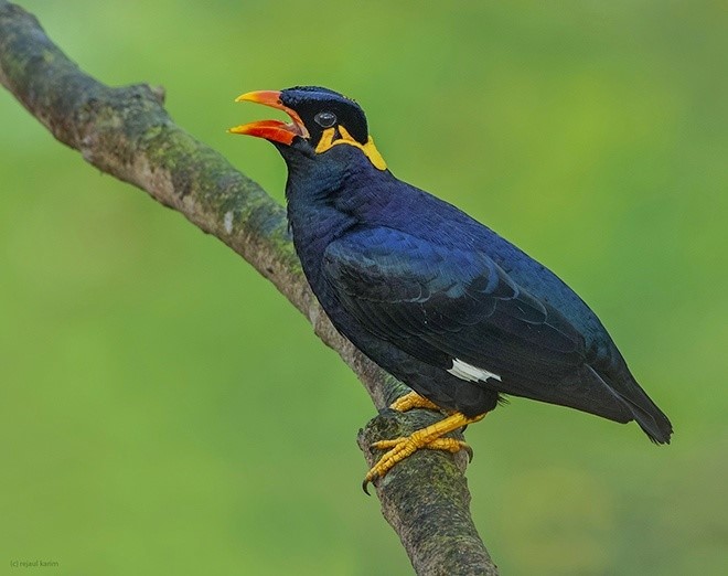 hill myna