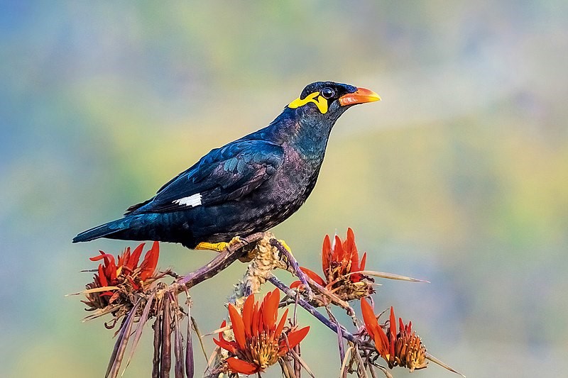 Common Hill Myna – birdfinding.info