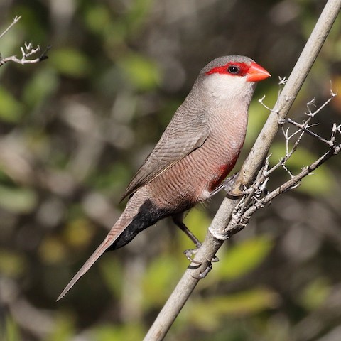 Hawaiʻi Birding Trails Common Waxbill, 57% OFF