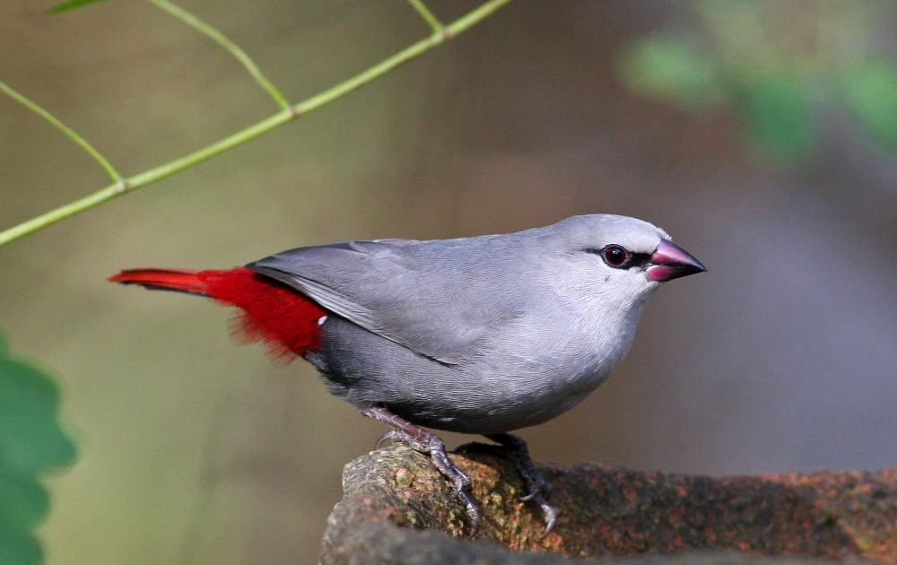 Lavender waxbill