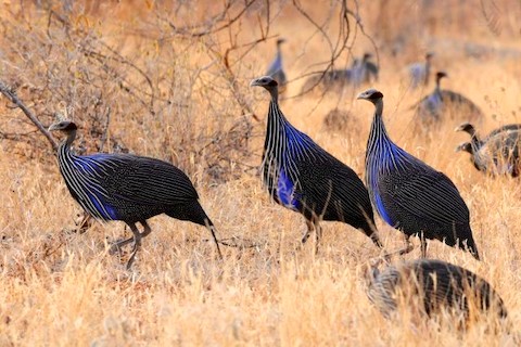 Vulturine Guineafowl – birdfinding.info