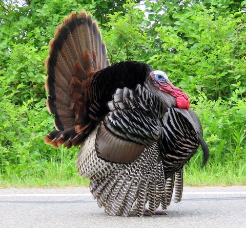 Wild Turkey - eBird