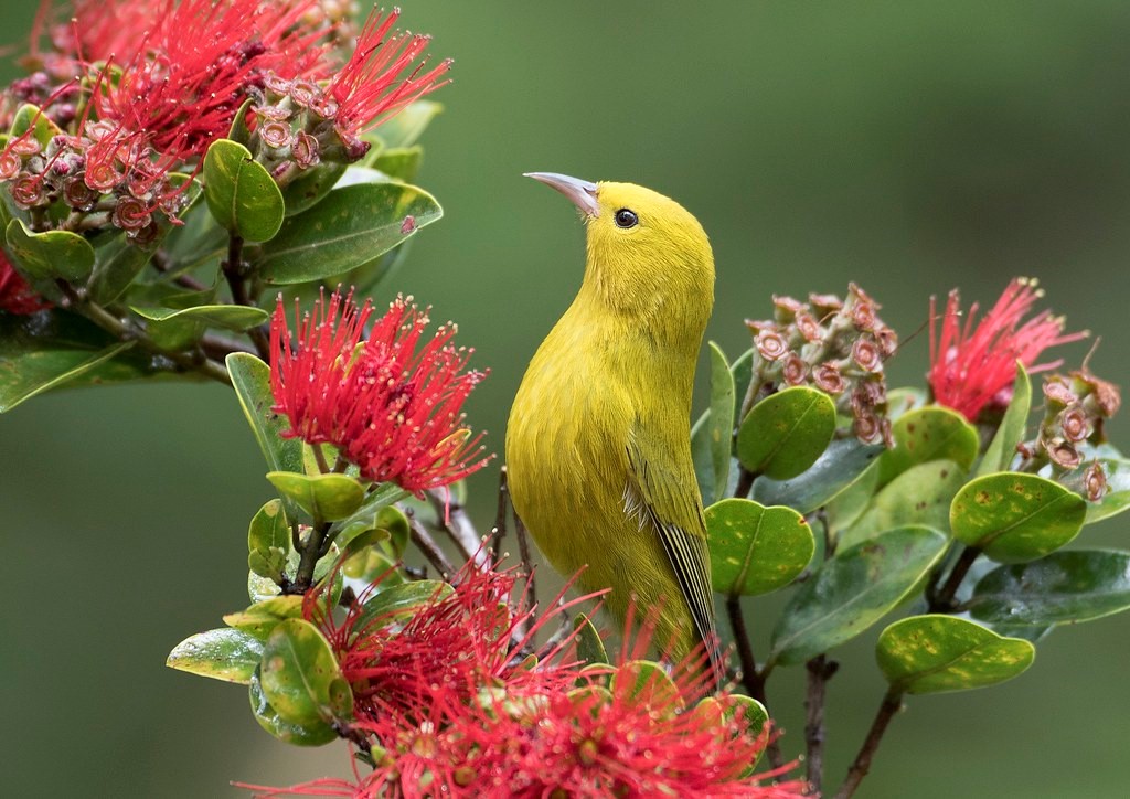 Birds Of Kauai Chart