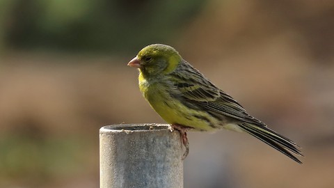 atlantic canary