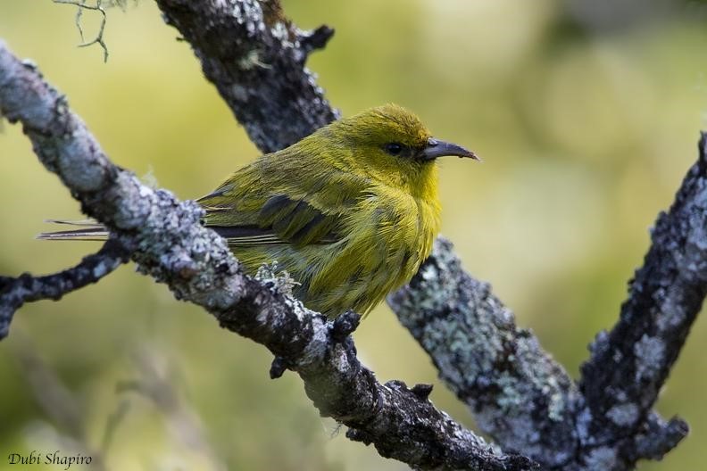 Common Amakihi – birdfinding.info