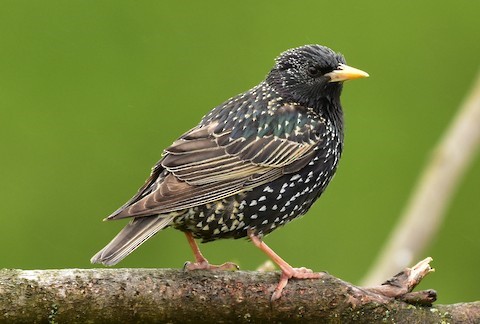 European Starling – birdfinding.info