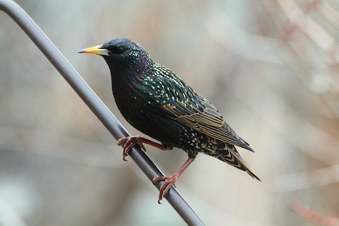 European Starling – birdfinding.info