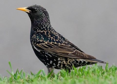 European Starling – birdfinding.info