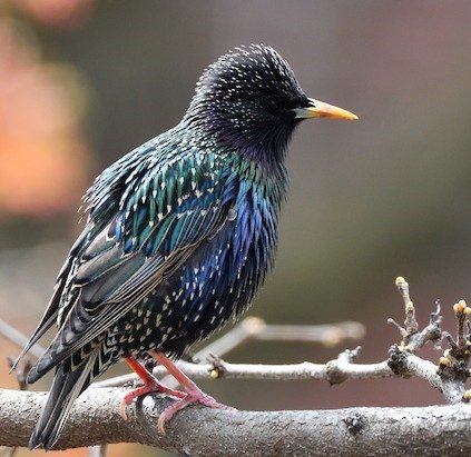 European Starling – birdfinding.info