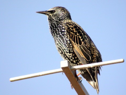 European Starling – birdfinding.info