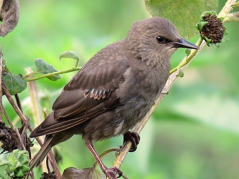 European Starling – birdfinding.info