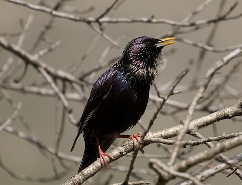 European Starling – birdfinding.info