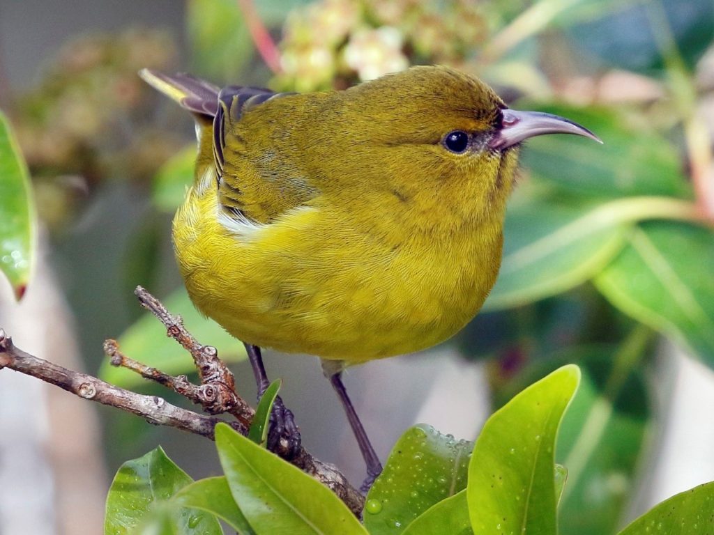 Oahu Amakihi – Birdfinding.info