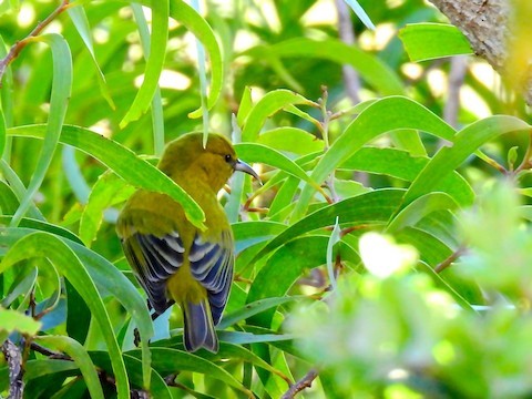 Oahu Amakihi – birdfinding.info