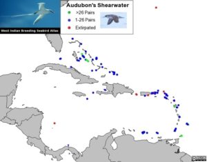 Audubon’s Shearwater – Birdfinding.info