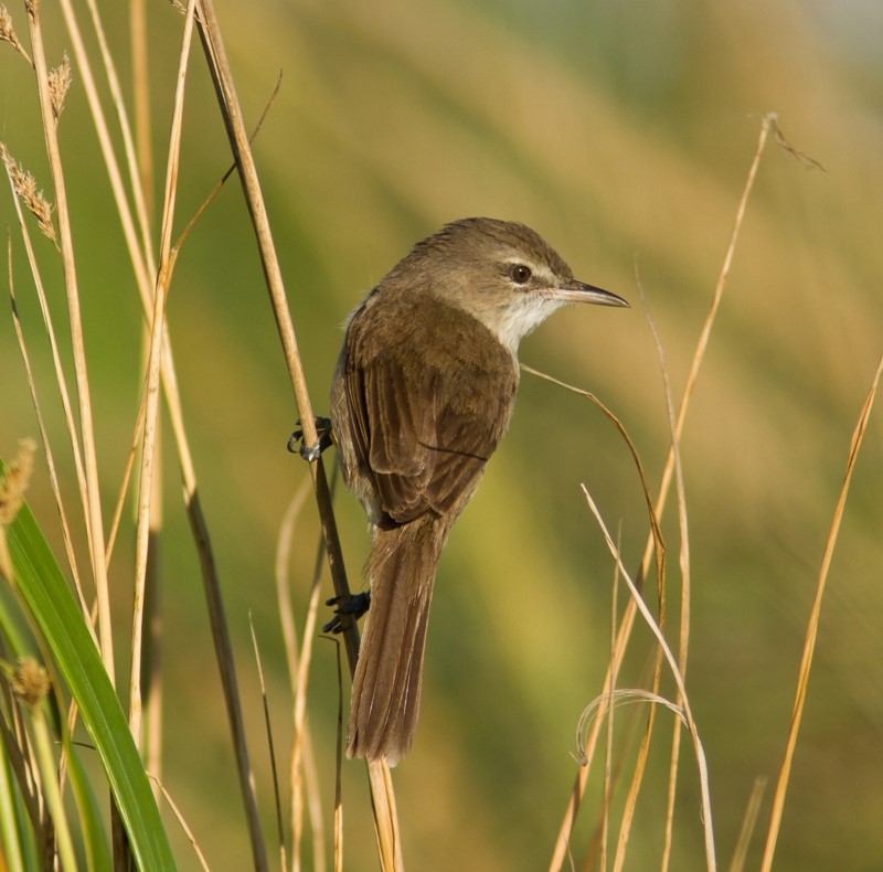 Millerbird – birdfinding.info