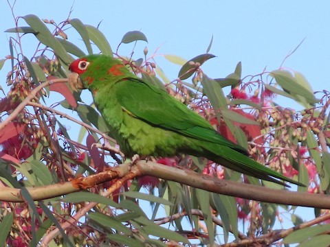 Mitred Parakeet – birdfinding.info