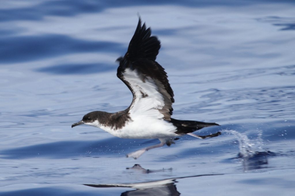 Newell’s Shearwater – birdfinding.info