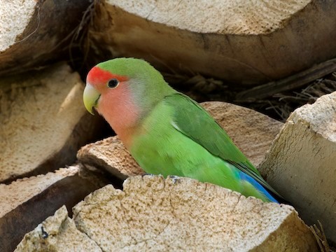 Rosy-faced Lovebird – birdfinding.info