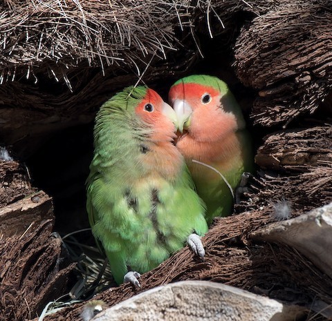 Peach Faced Love Birds In Phoenix