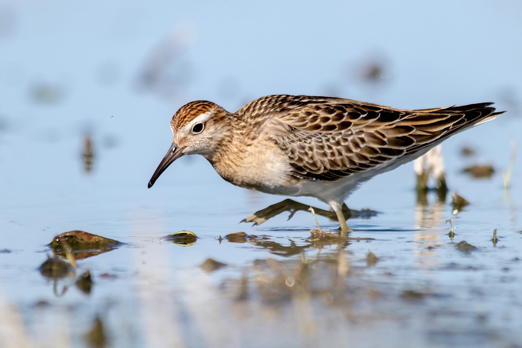 Sharp-tailed Sandpiper – birdfinding.info