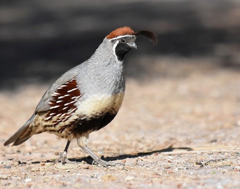 Gambel’s Quail – birdfinding.info