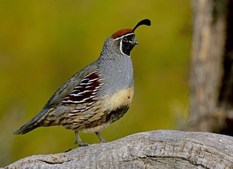 Gambel’s Quail – birdfinding.info