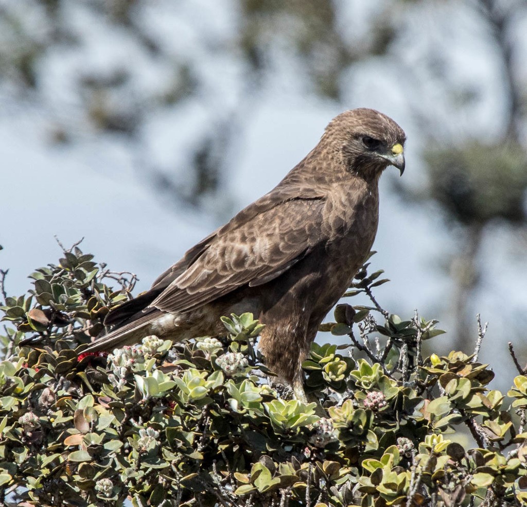 Hawaiian Hawk – birdfinding.info