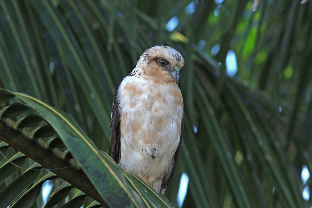 Hawaiian Hawk – birdfinding.info