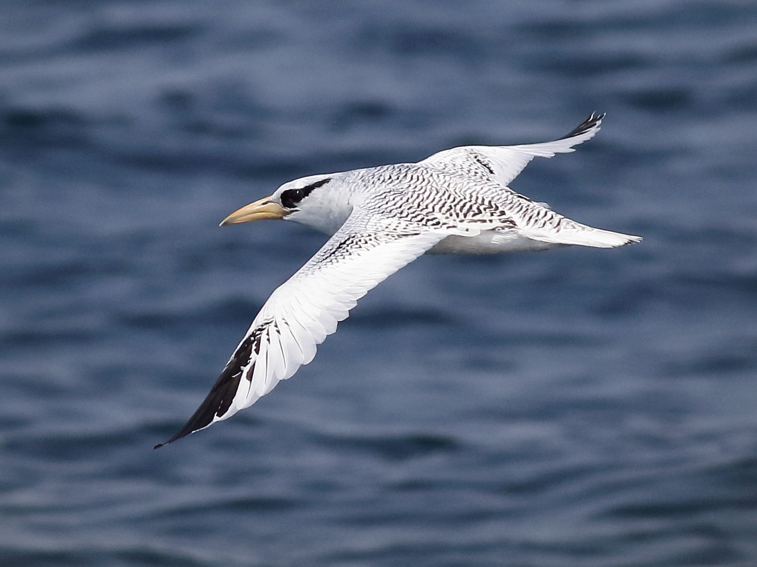 Red-billed Tropicbird – birdfinding.info