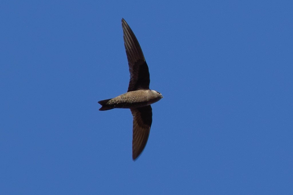 American Black Swift – birdfinding.info