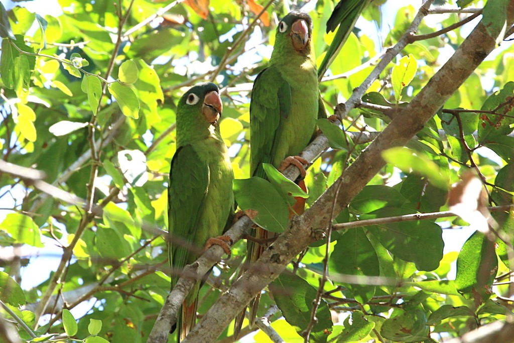 Blue-crowned Parakeet – birdfinding.info