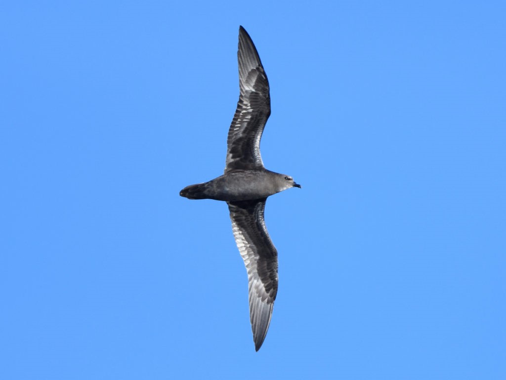 Henderson Petrel – birdfinding.info