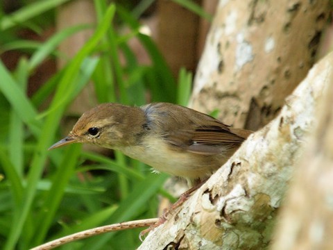 Japanese Bush-Warbler – birdfinding.info