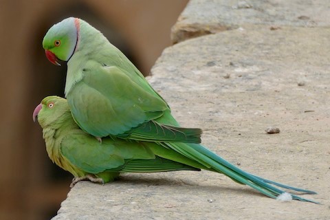A Female Indian Ringneck Parakeet Eating Stock Photo, Picture and Royalty  Free Image. Image 104073657.