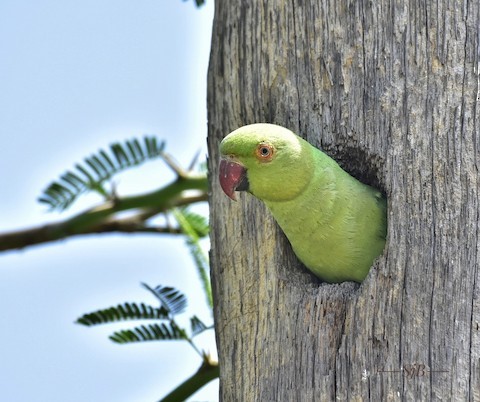 Ring-necked/Rose-ringed Parakeet