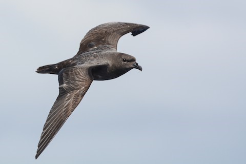 Trindade Petrel – birdfinding.info