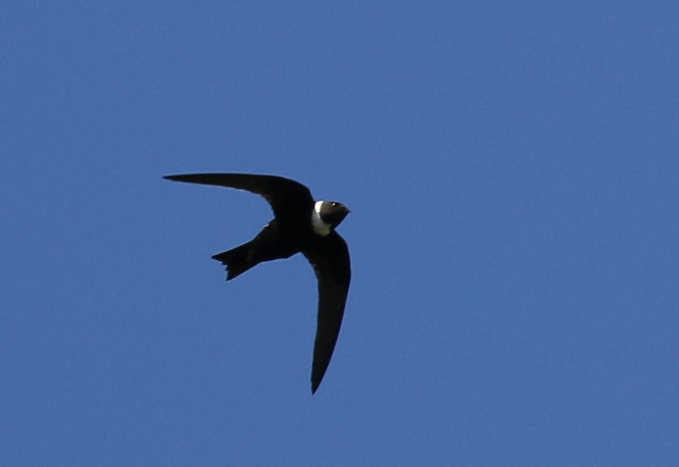 White-collared Swift – birdfinding.info