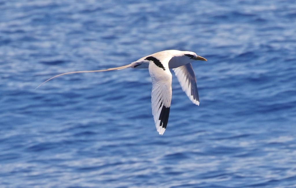 Yellow-billed Tropicbird – birdfinding.info