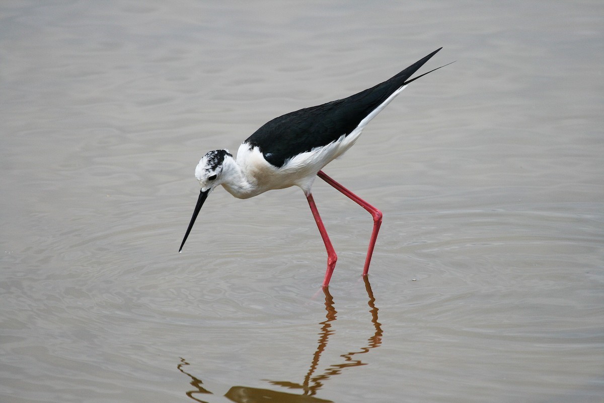 Black-winged Stilt – Birdfinding.info