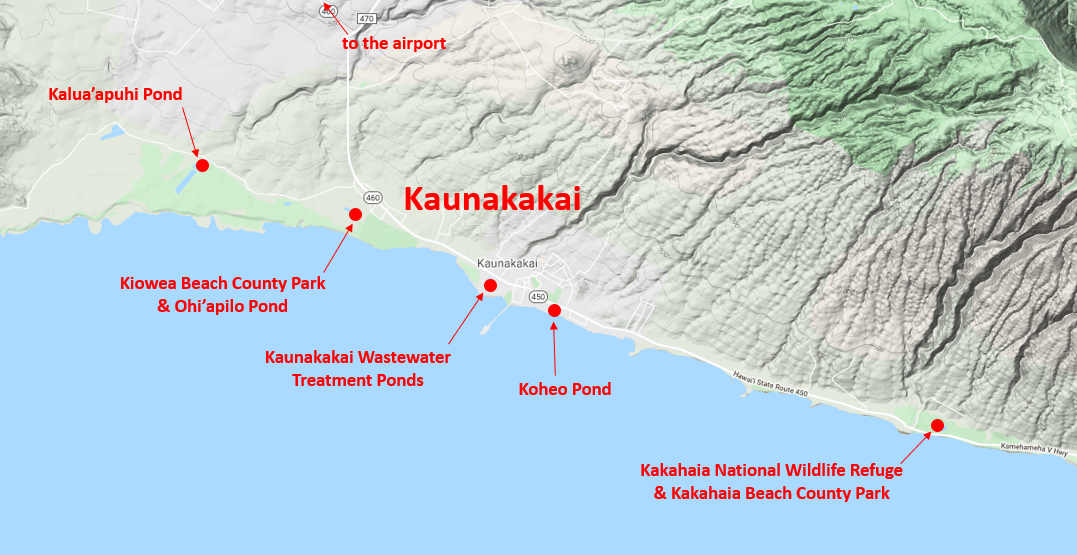 Kaunakakai, Molokai – birdfinding.info