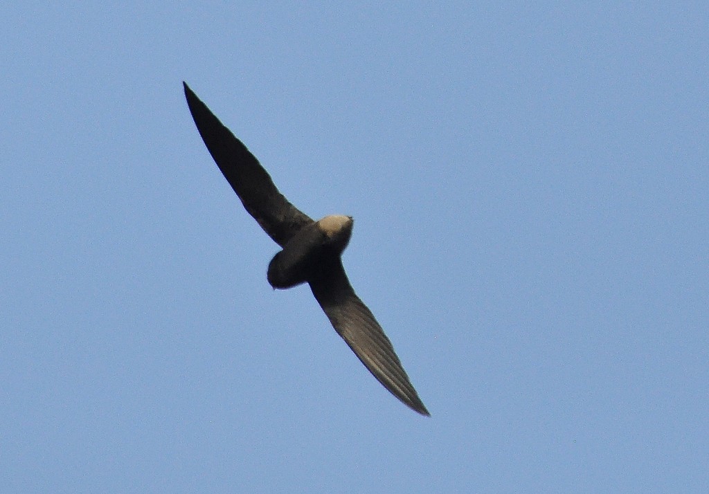 Short-tailed Swift – birdfinding.info