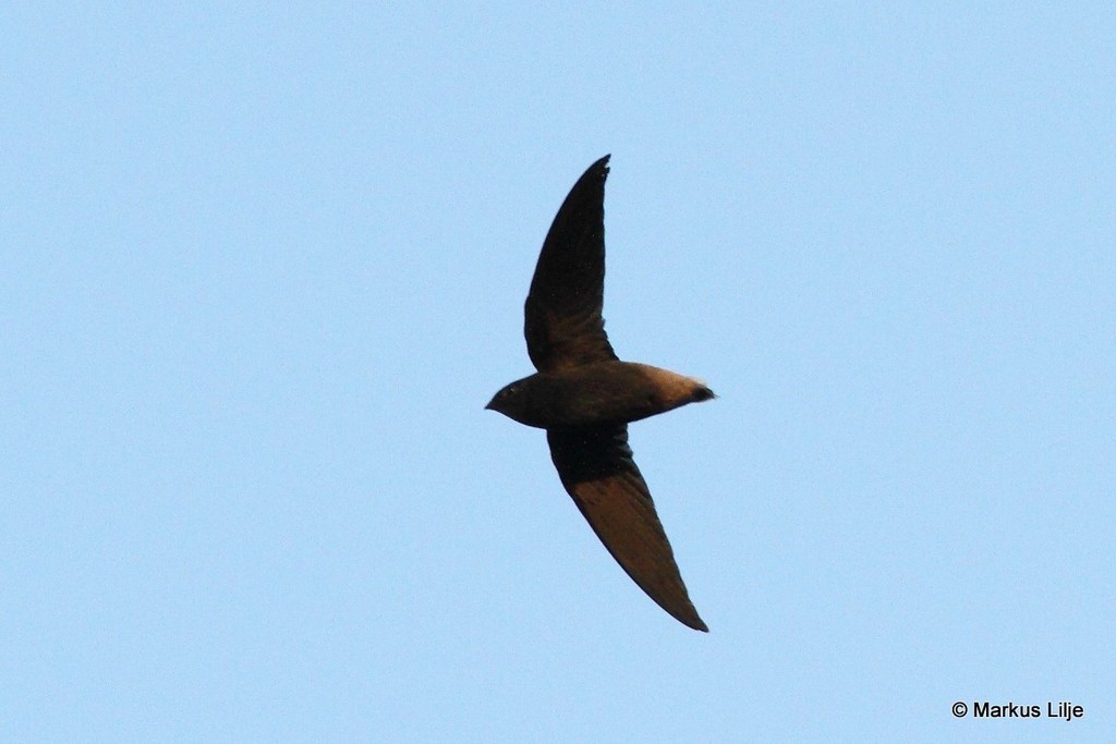 Short-tailed Swift – birdfinding.info